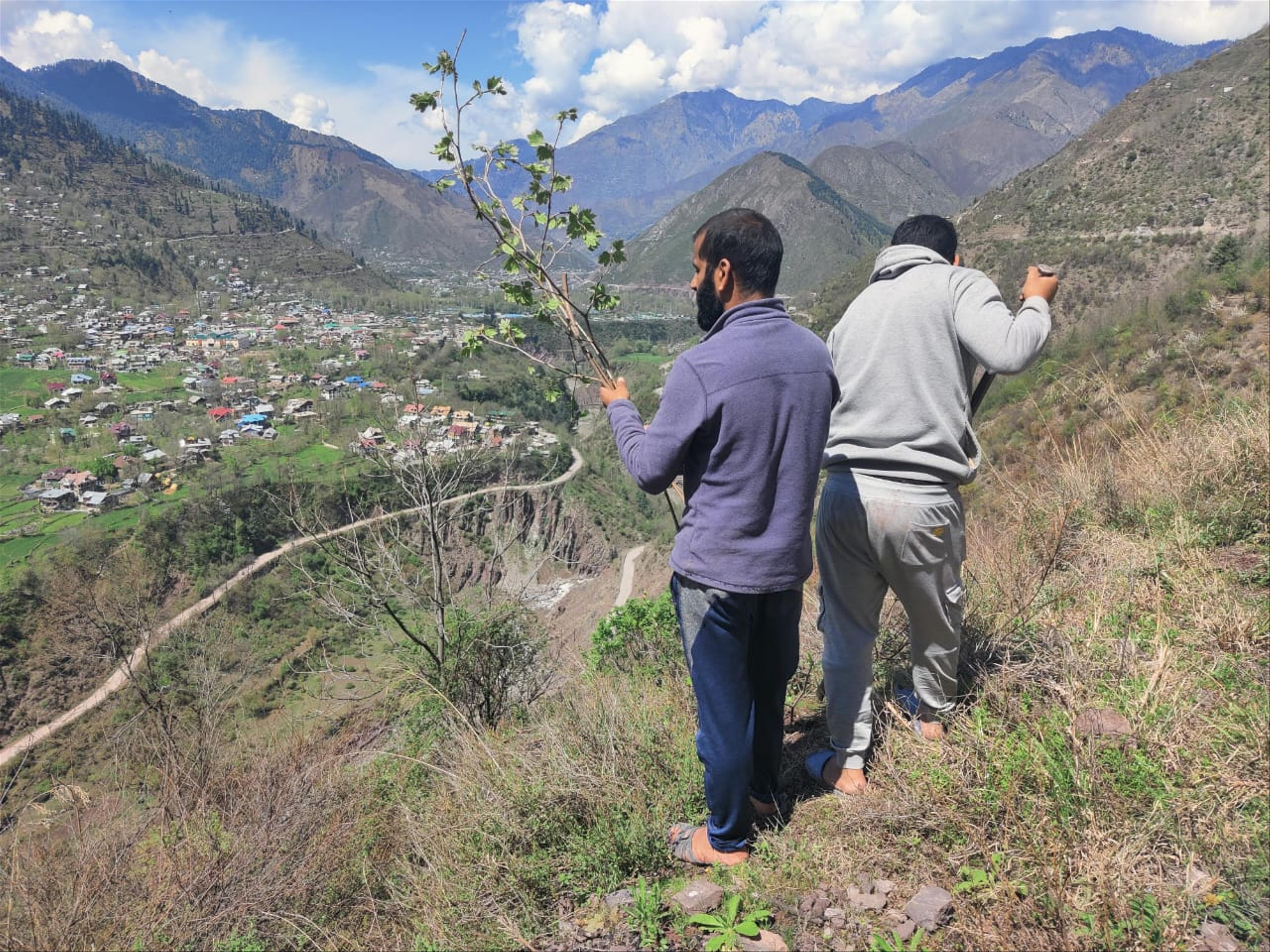 Tree plantation